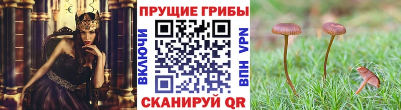 Псилоцибиновые грибы Cubensis  Белёв 